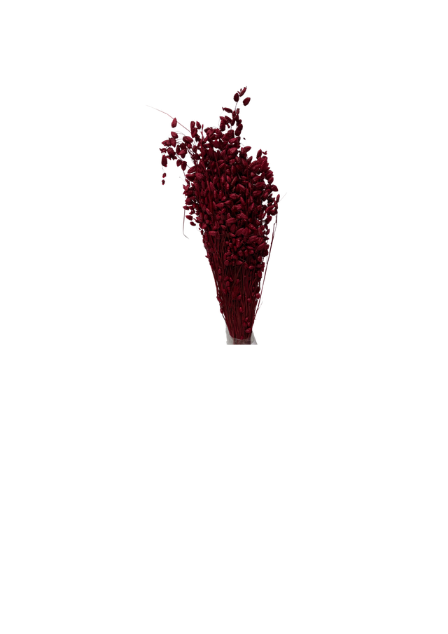 Briza Maxima