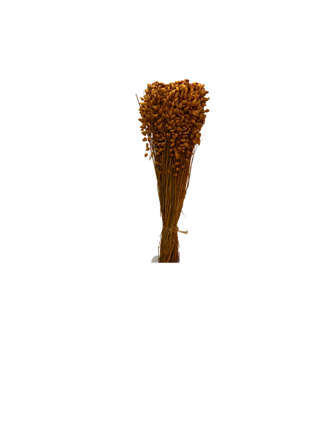 Briza Maxima