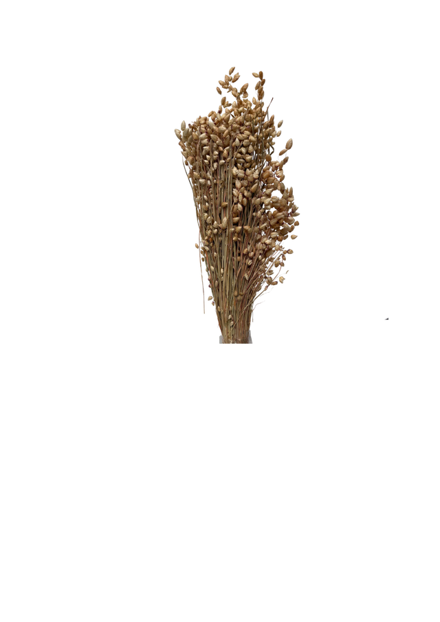 Briza Maxima