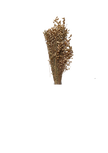 Briza Maxima