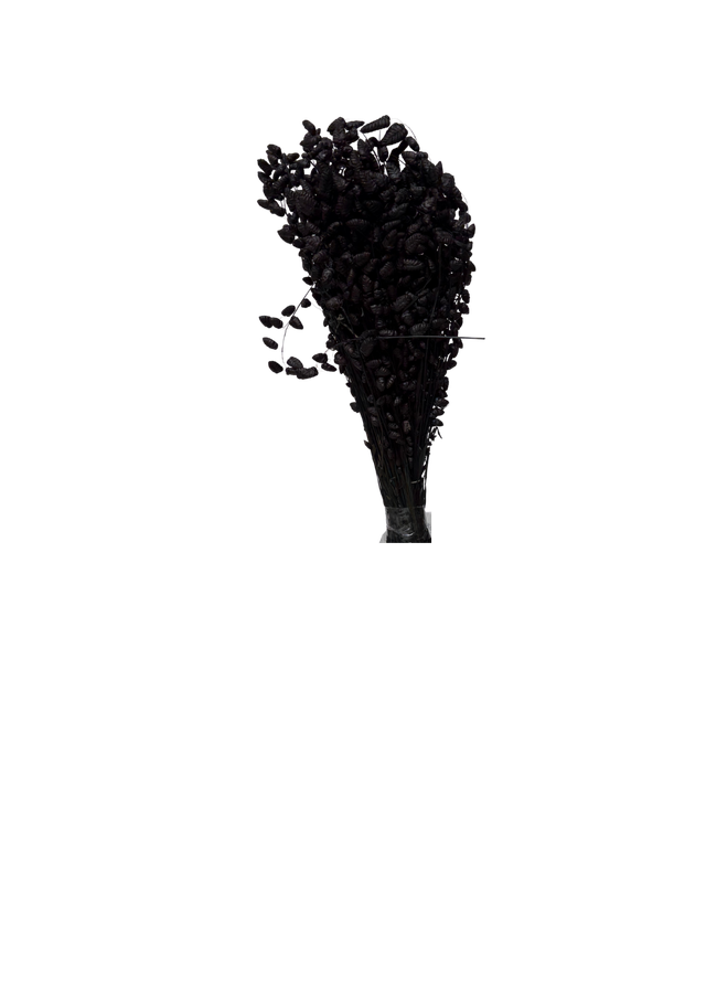 Briza Maxima