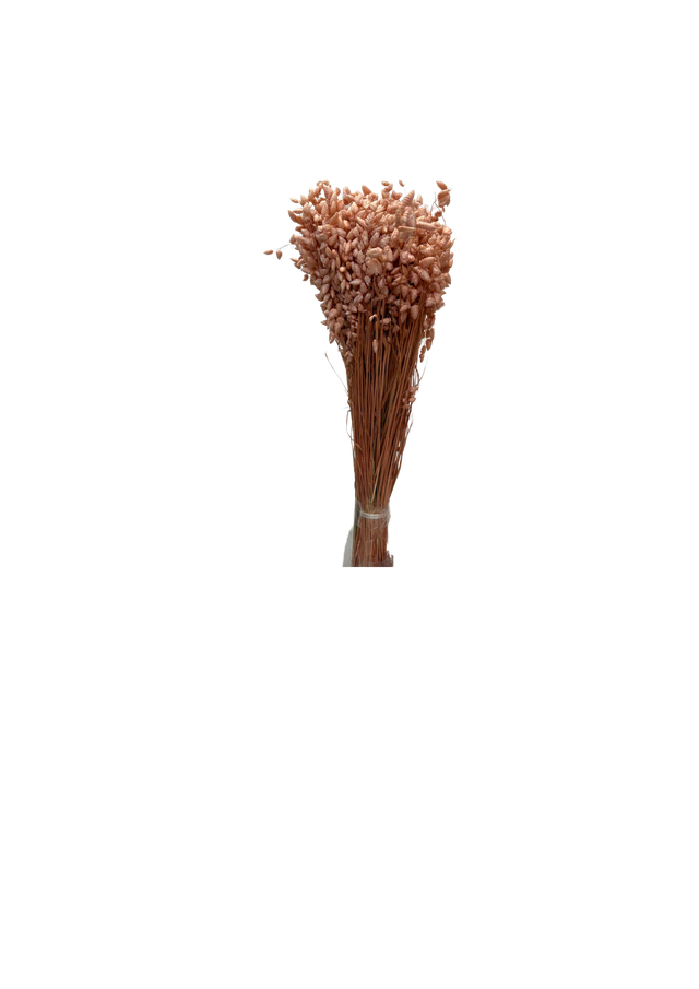 Briza Maxima