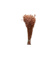 Briza Maxima