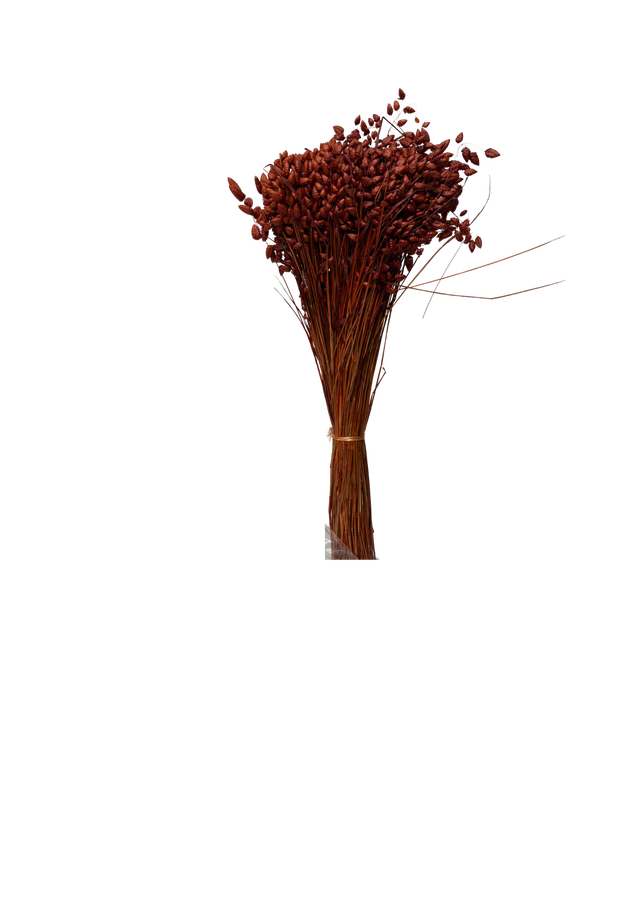 Briza Maxima