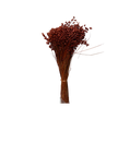 Briza Maxima