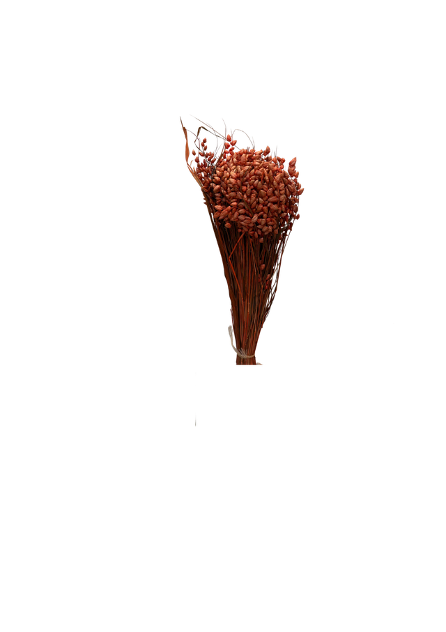 Briza Maxima