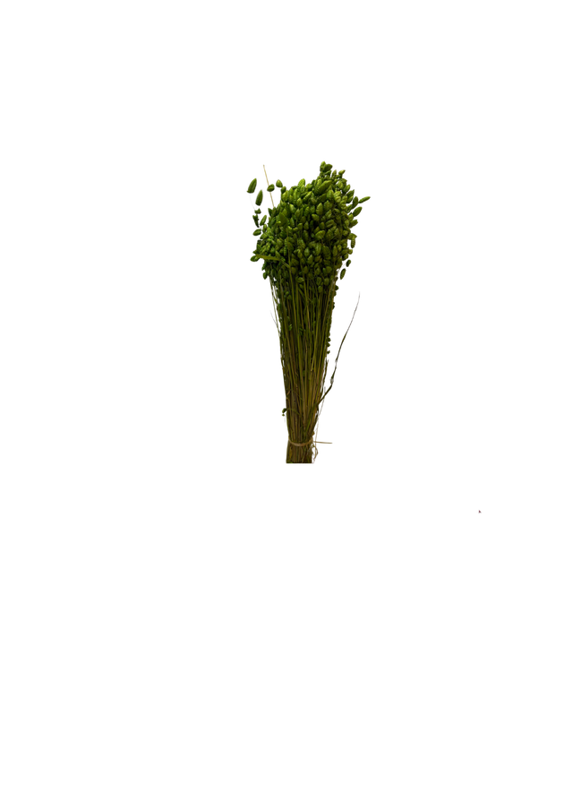Briza Maxima