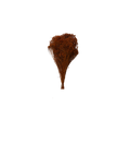 Broom Bloom
