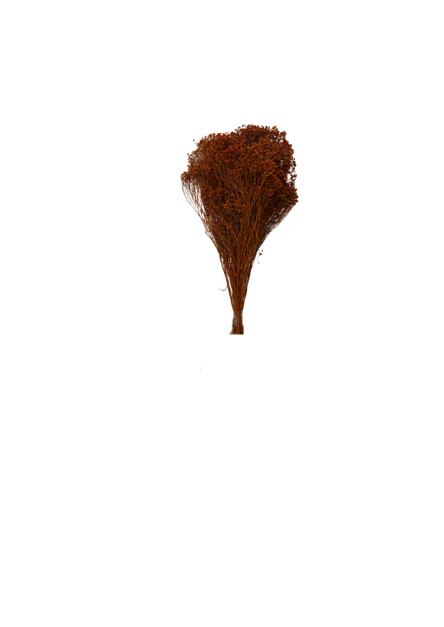 Broom Bloom