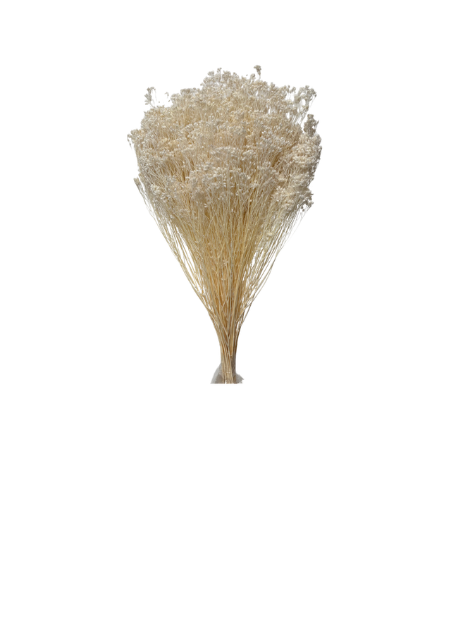 Broom Bloom