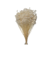 Broom Bloom