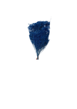 Broom Bloom
