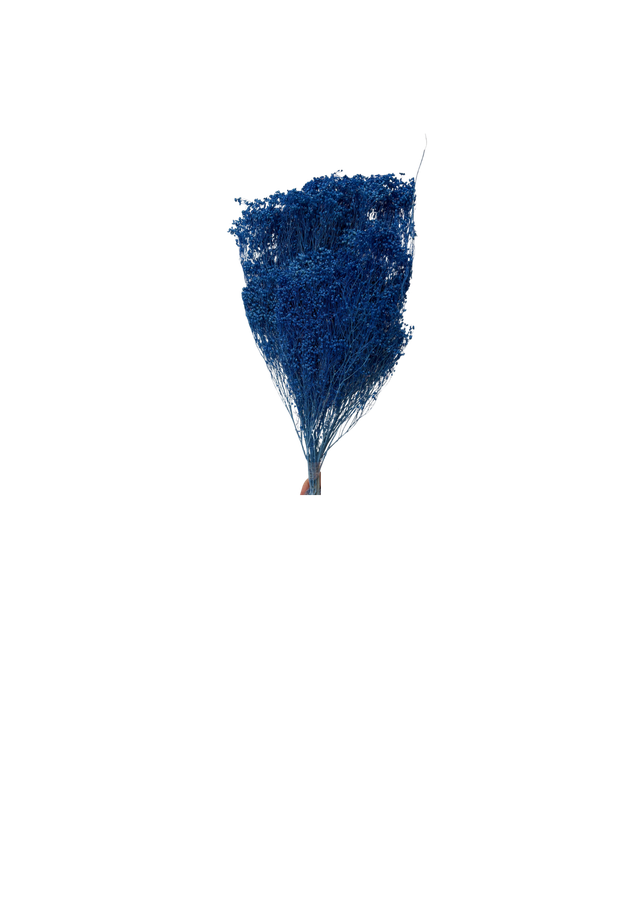 Broom Bloom