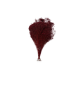 Broom Bloom