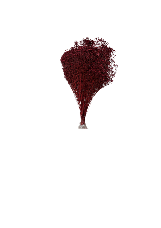 Broom Bloom