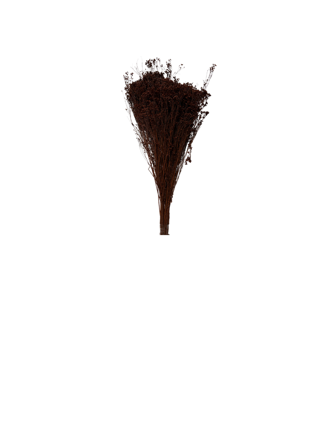 Broom Bloom