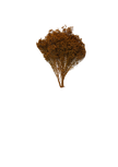 Broom Bloom