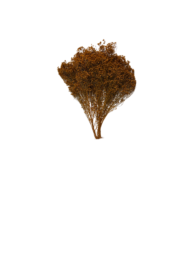 Broom Bloom