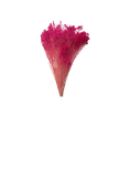 Broom Bloom