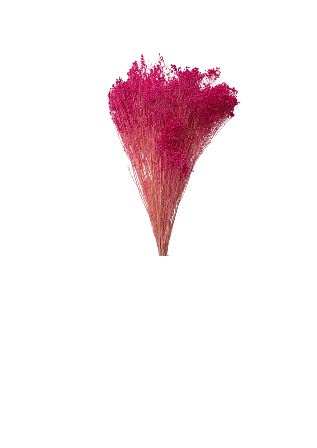 Broom Bloom
