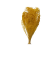Broom Bloom