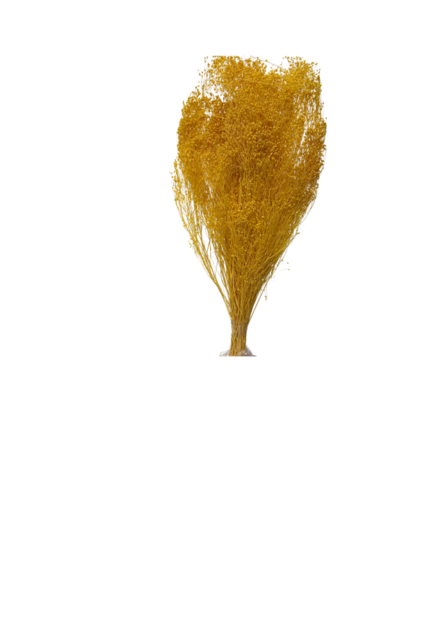 Broom Bloom