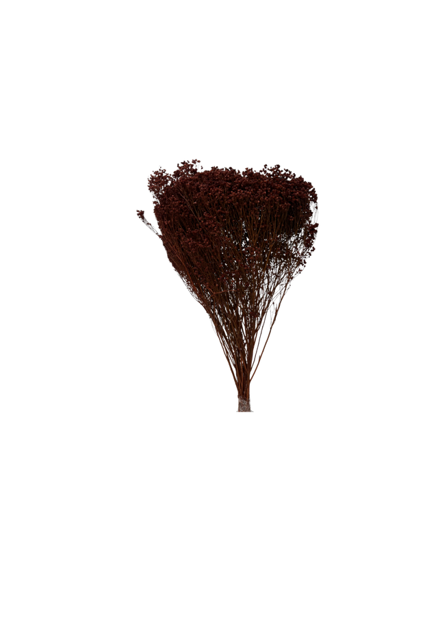 Broom Bloom