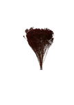 Broom Bloom