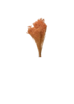 Broom Bloom