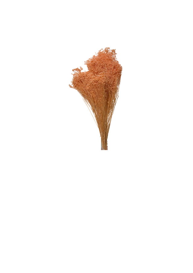 Broom Bloom