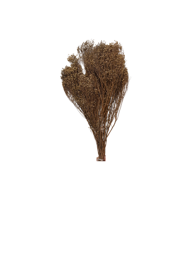 Broom Bloom