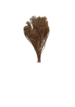 Broom Bloom