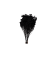 Broom Bloom