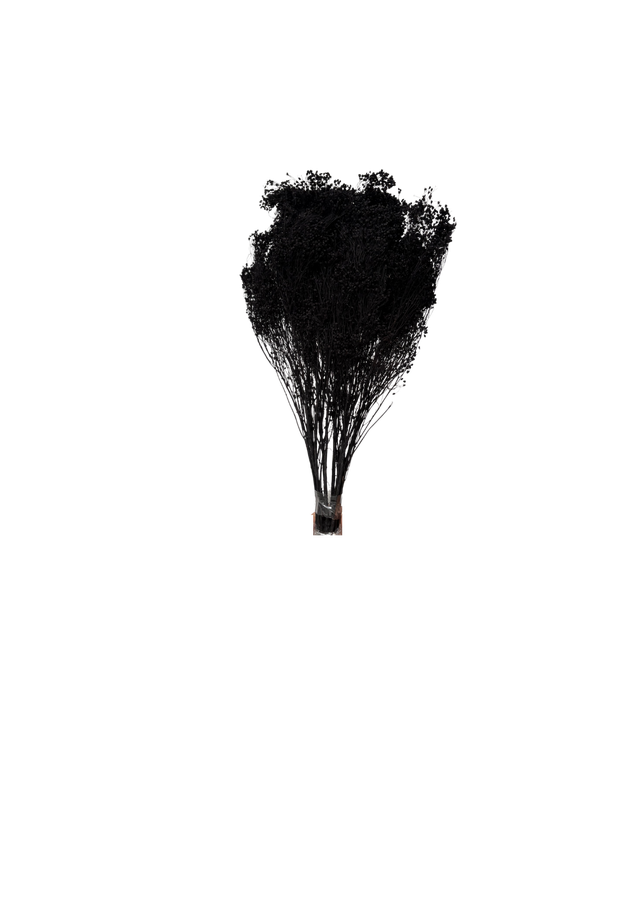 Broom Bloom