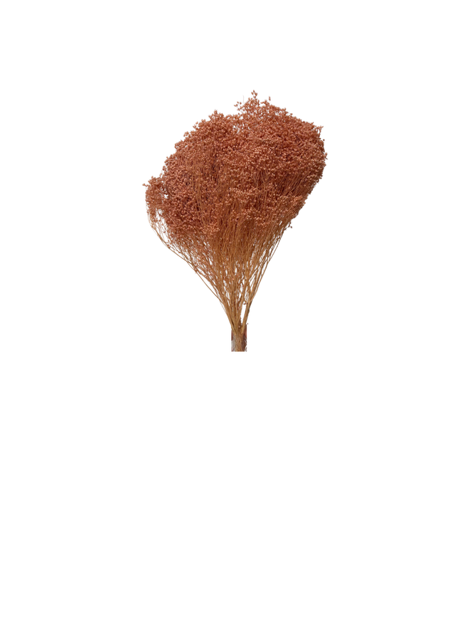 Broom Bloom