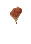 Broom Bloom