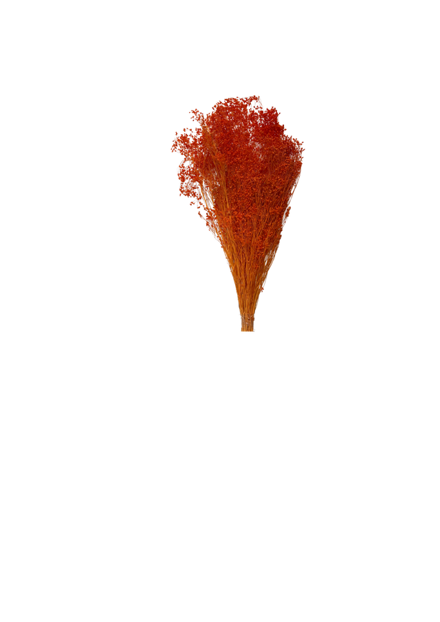 Broom Bloom