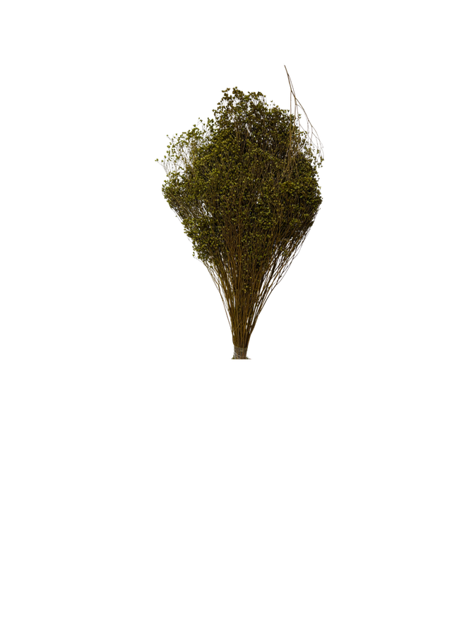 Broom Bloom