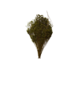 Broom Bloom