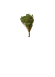 Broom Bloom