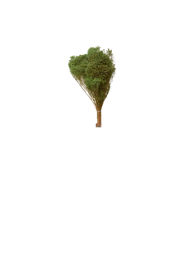 Broom Bloom