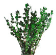 Buxus