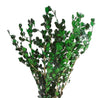 Buxus