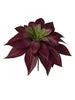 Plante grasse