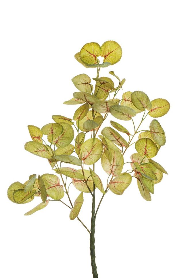 Caladium