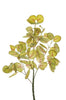 Caladium