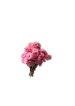 Cap Flowers