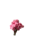 Cap Flowers