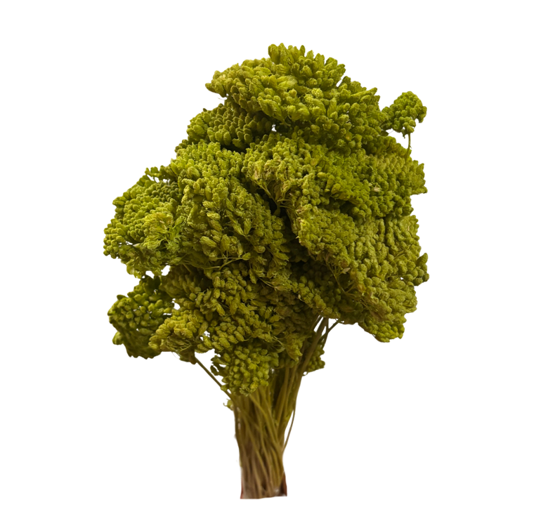 Achillea