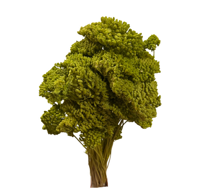 Achillea